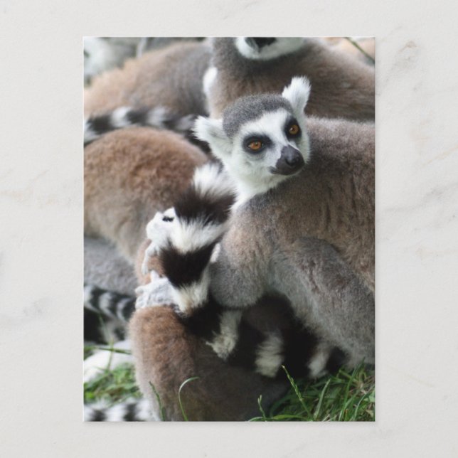 Carte postale Cerclage Lemurs (Devant)