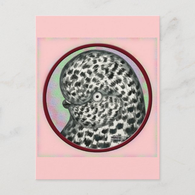 Carte Postale Cercle de pigeon Tumbler (Devant)