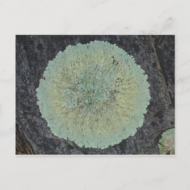 Carte Postale Cercle Lichen Mossy (Devant)