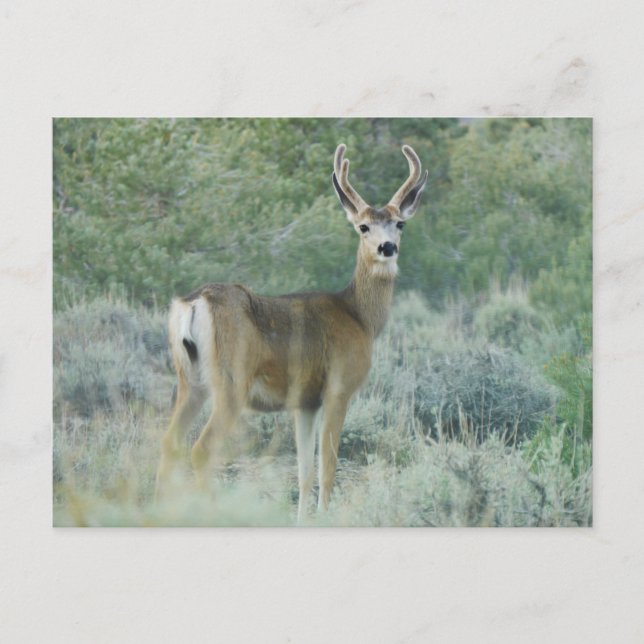 Carte Postale Cerf (Devant)