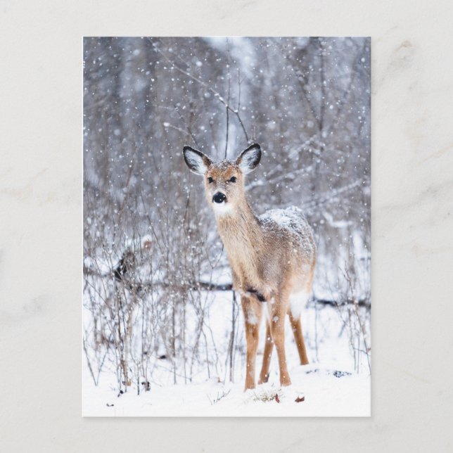 Carte Postale Cerf (Devant)