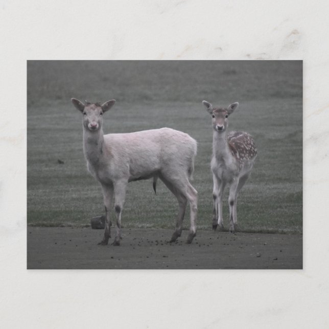 Carte Postale Cerf (Devant)