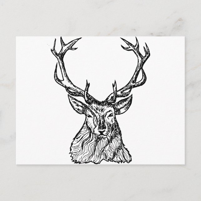 Carte Postale Cerf (Devant)