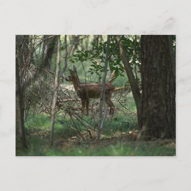 Carte Postale Cerf (Devant)