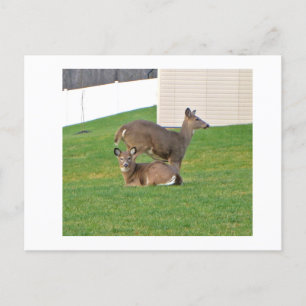 Carte Postale Cerf