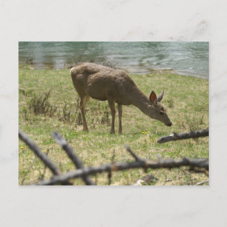 Carte Postale Cerf