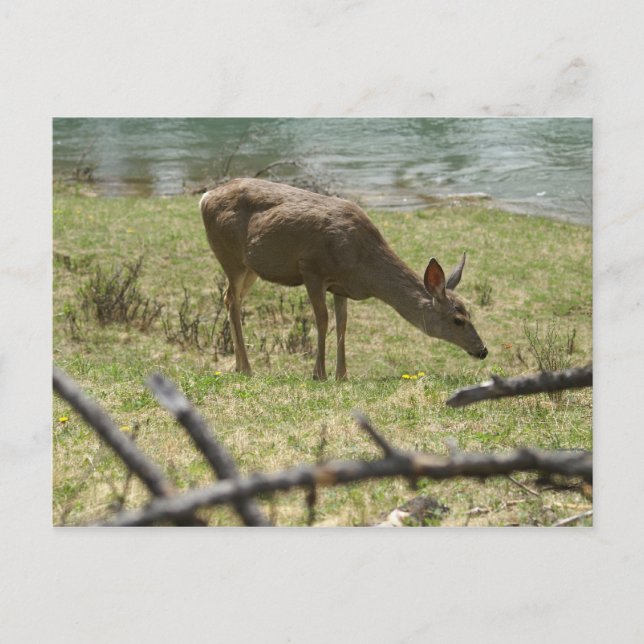 Carte Postale Cerf (Devant)