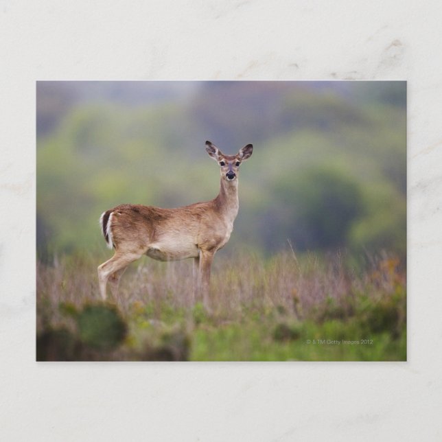 Carte Postale Cerf à queue blanche (Devant)