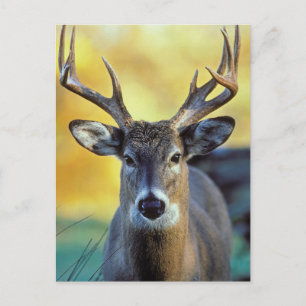 Carte Postale Cerf à queue blanche Automne