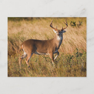 Carte Postale Cerf à queue blanche   Automne à TX