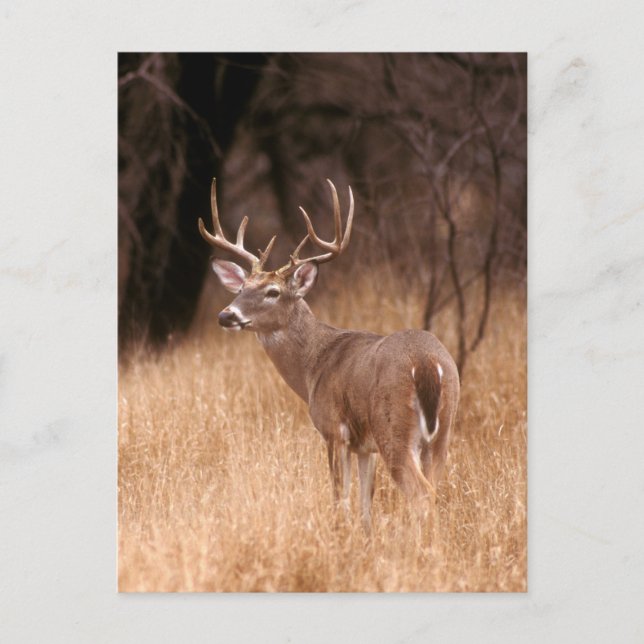 Carte Postale Cerf à queue blanche |  Choke Canyon State Park, T (Devant)