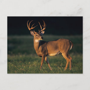 Carte Postale Cerf à queue blanche   Choke Canyon State Park, TX