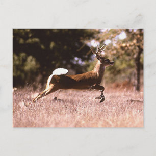 Carte Postale Cerf à queue blanche en marche