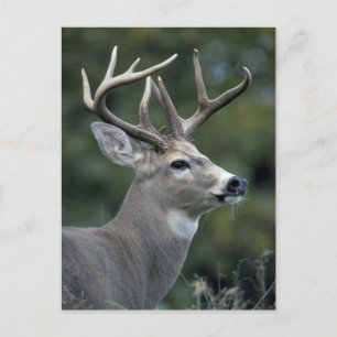 Carte Postale Cerf à queue blanche   État de Washington