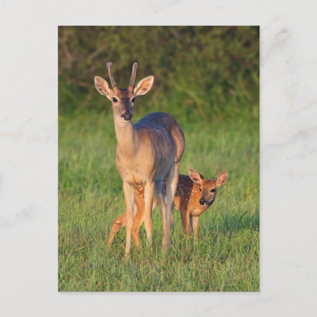 Carte Postale Cerf à queue blanche | Habitat herbeux (Devant)