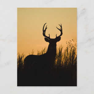 Carte Postale cerf à queue blanche (Odocoileus virginianus)