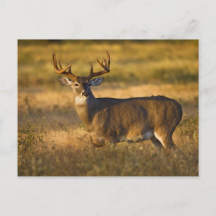 Carte Postale Cerf à queue blanche (Odocoileus virginianus) adul