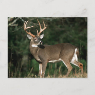 Carte Postale Cerf à queue blanche Tennessee