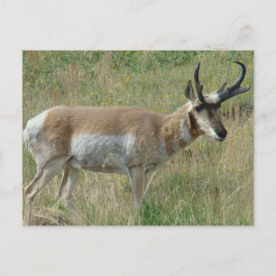 Carte Postale Cerf antilope A12