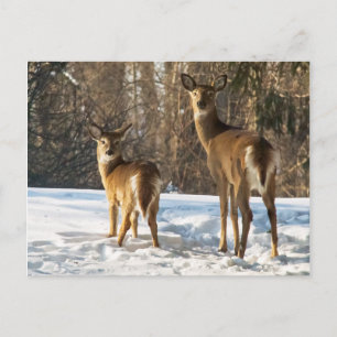 Carte Postale Cerf blanc en neige