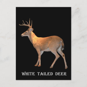 Carte Postale Cerf (Buck) à queue blanche