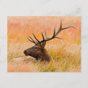 Carte Postale Cerf (Cervus Elephus) au repos dans l'herbe de la