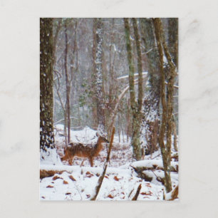 Carte Postale Cerf dans la chute de neige