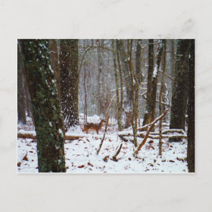 Carte Postale Cerf dans la chute de neige