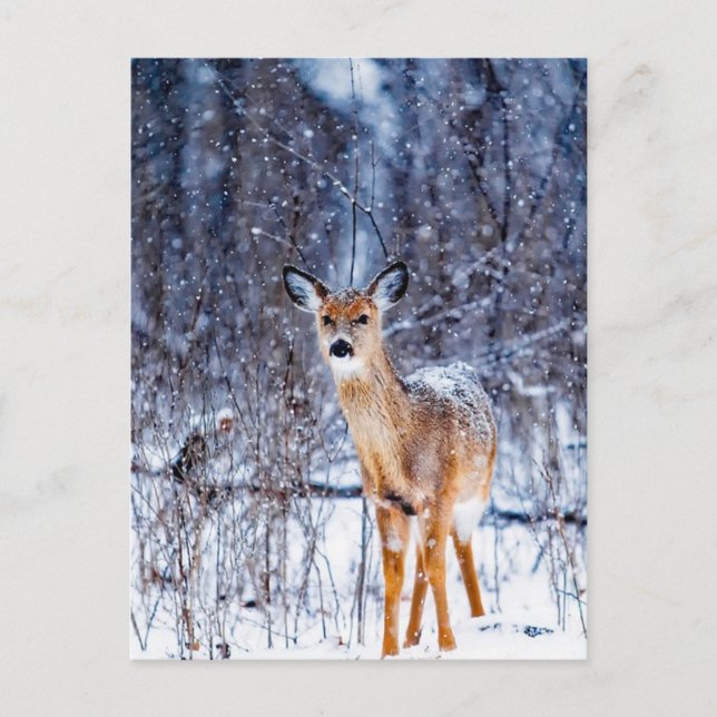 Carte Postale Cerf dans la neige, (Devant)