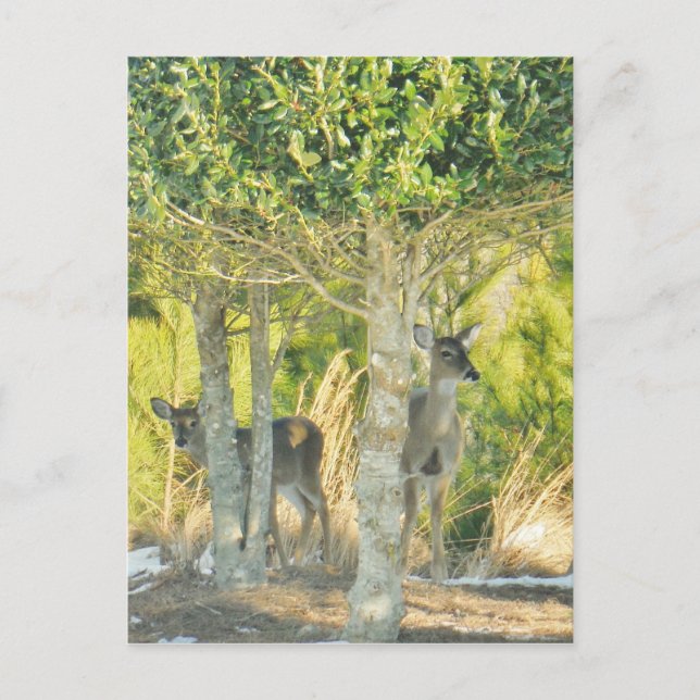 Carte Postale Cerf dans la neige (Devant)