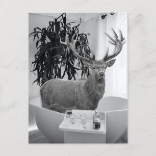 Carte Postale Cerf dans la salle de bain noir blanc