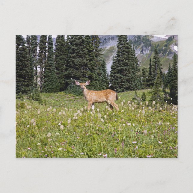 Carte Postale Cerf dans Paradise Park (Devant)