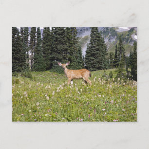 Carte Postale Cerf dans Paradise Park