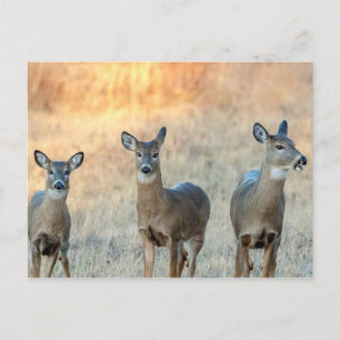 Carte Postale Cerf dans un champ