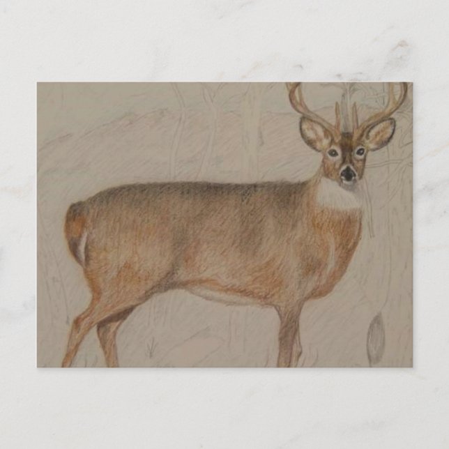 Carte Postale Cerf de couleur (Devant)