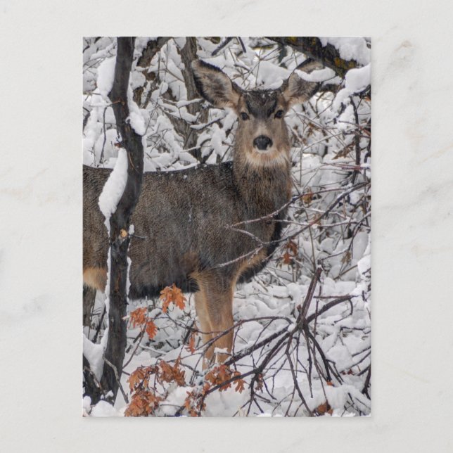 Carte Postale Cerf de Neige - Devant de Wasatch - Utah (Devant)
