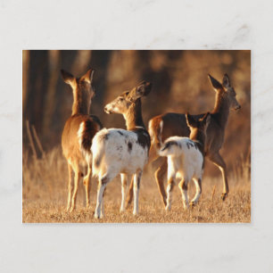 Carte Postale Cerf de Piebald