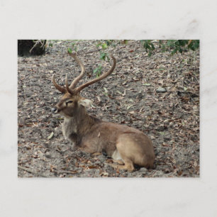 Carte postale Cerf d'Eld