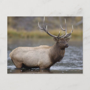 Carte Postale Cerf élaphe mâle traversant   Parc national de Yel