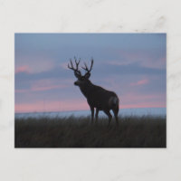 Cerf Mule D3 Lever du Soleil Buck