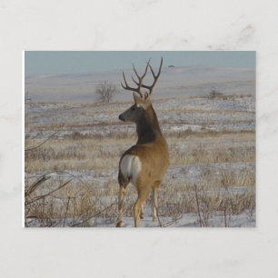 Carte Postale Cerf mulet mâle D20 dans la neige