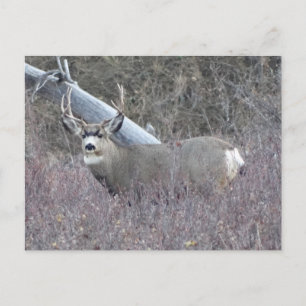 Carte Postale Cerf mulet mâle D32