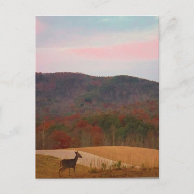 Carte Postale Cerf sur le golf au coucher du soleil (Devant)