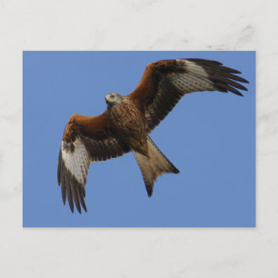 Carte Postale Cerf-volant rouge