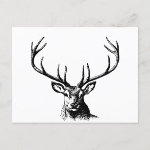 Carte Postale Cerfs Animaux Antlers Nature Faune Cornes Tête