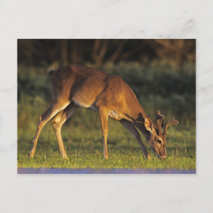 Carte Postale cerfs communs Blanc-coupés la queue, virginianus