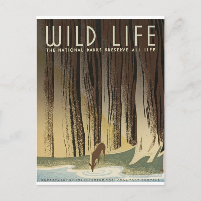 Carte Postale Cerfs communs et courant (Devant)