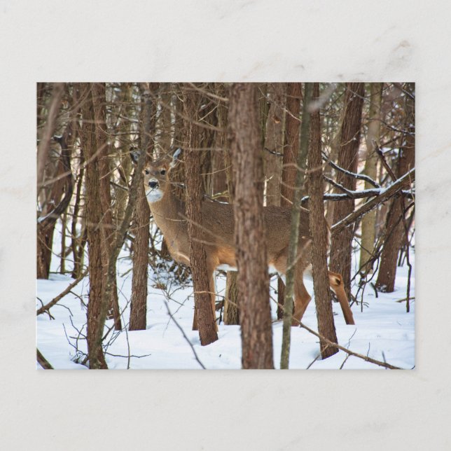 Carte Postale Cerfs en forêt en hiver (Devant)
