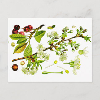 Carte Postale cerise