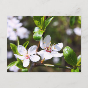 Carte Postale Cerise Couple